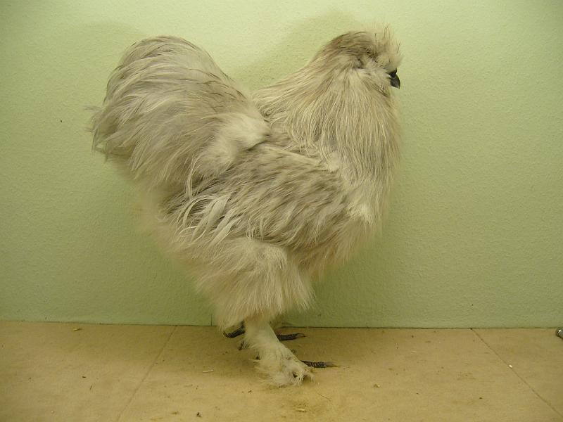 Munster 2009 088.jpg - Seidenhuhn mit Bart perlgrau von Günter Droste